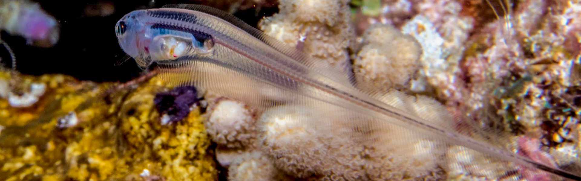 The Slender Pearlfish